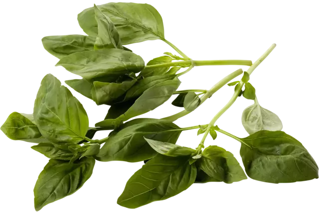 Basilicum 75-80gr stuk