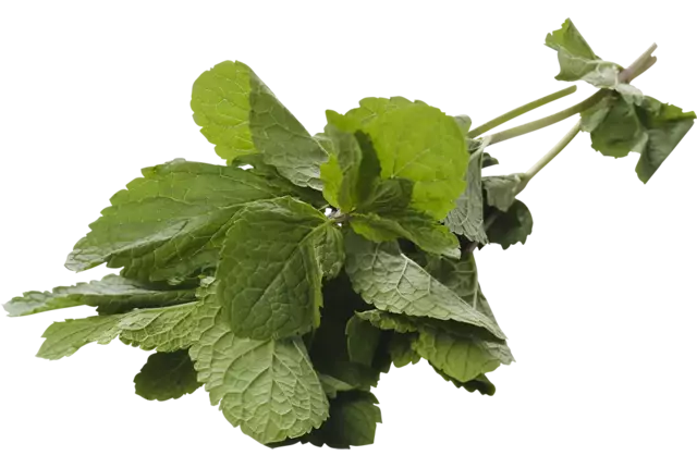 Menthe marocaine caisse 1kg