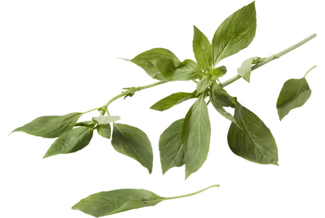 Basilic thaï pièce