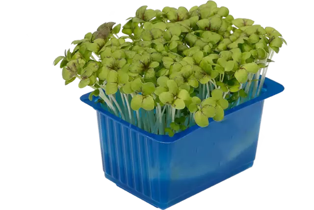 Musterd cress crade 18 pieces (142104), Koppert Cress | Herbs & cresses ...