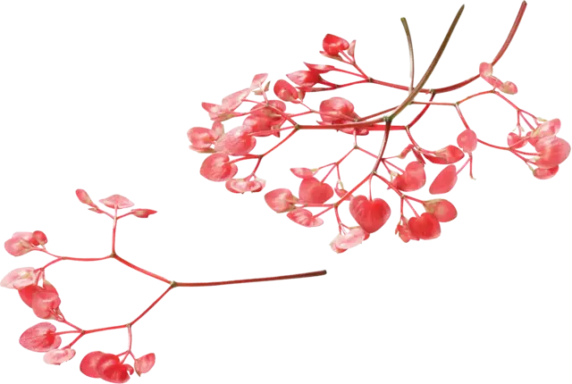 Apple blossom (+-- 100 bloemen schaal) stuk