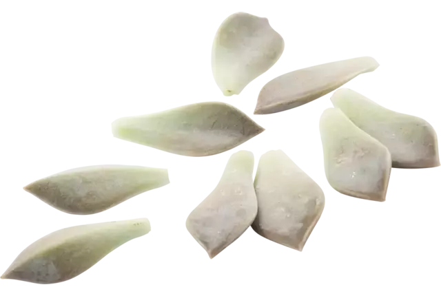 Maji leaves crade 2 pieces