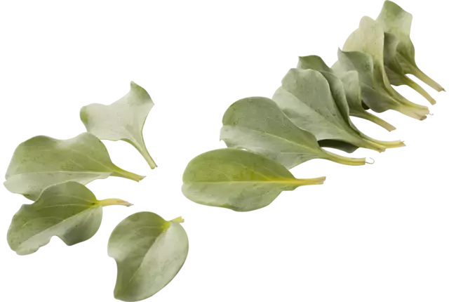 Oyster leaves +-- 50 leaves crade 8 pieces