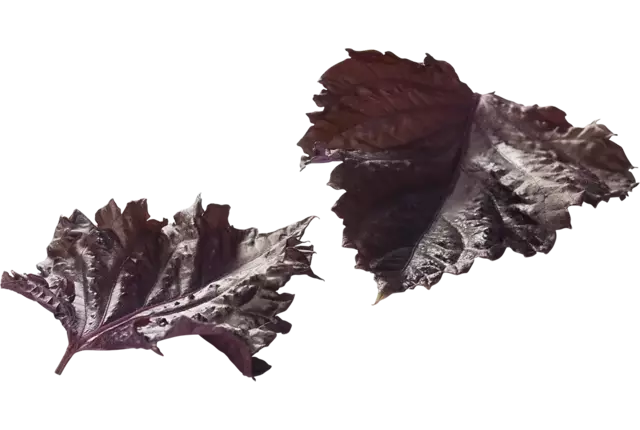 Purple leaves (15 blaadjes-schaal) kist 12 stuks