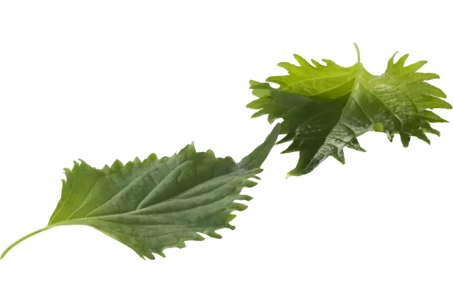 Feuilles vertes (15 feuilles) caisse 12pc