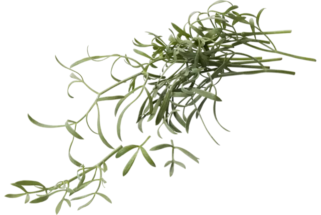 Zeevenkel (Sea Fennel) 50 gr. kist 2 stuks