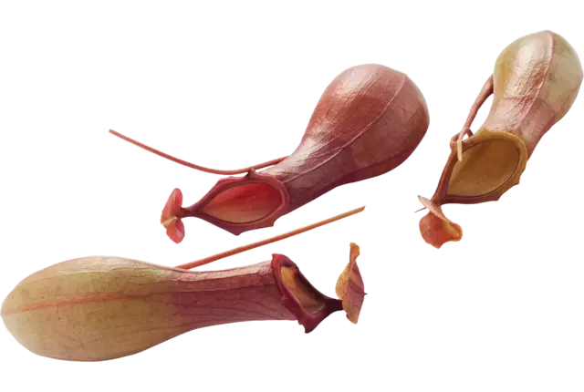 Vase Vénus caisse 8pc