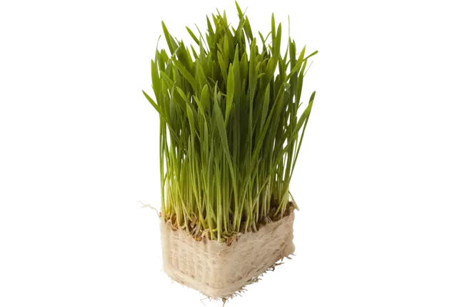 Wheat grass piece