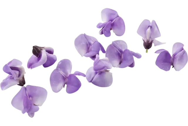 Bean blossom (+--20 bloemen-cupje) stuk