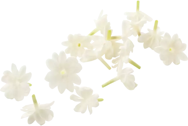 Jasmine blossom (+--25 bloemen-cupje) kist 8 stuks