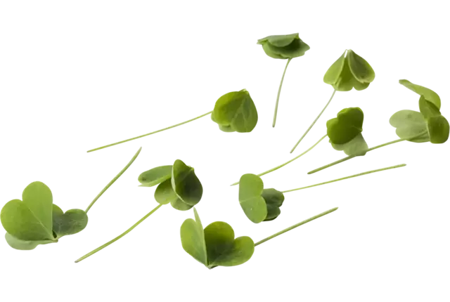 Citra leaves +-- 25 pcs crade 2 pieces