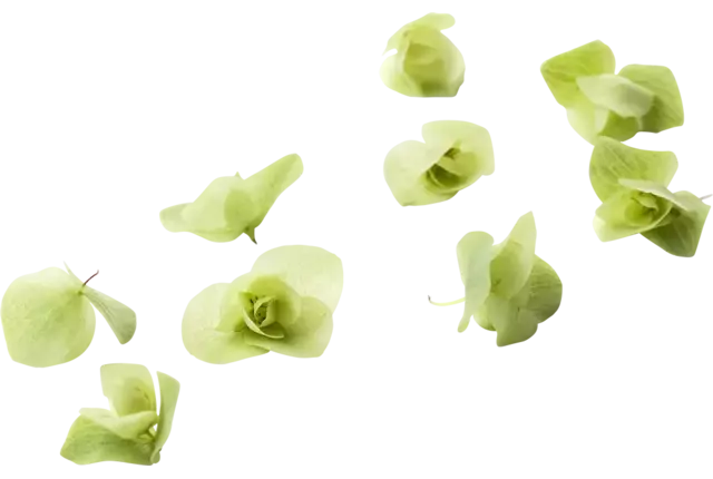 Florigan pièce
