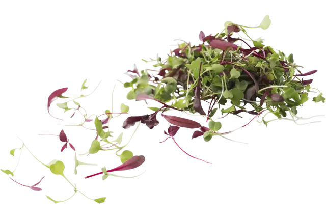 Micro leaves salad mix 30gr. kist 12 stuks