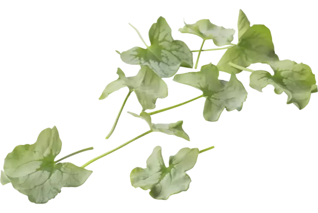 Syrha Leaves (+--25 blaadjes-schaal) kist 2 stuks
