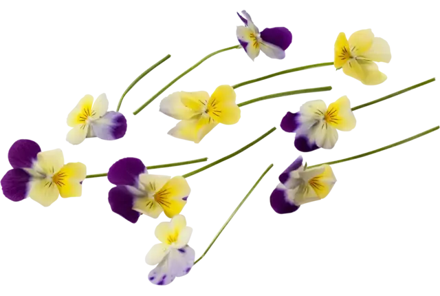 Cornabria Blossom (+--50 bloemen a 2,5g) stuk