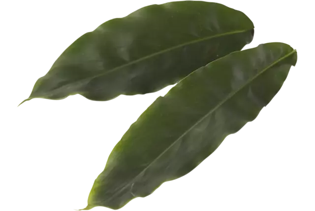 Cardamom Leaves (30 blaadjes-schaal) kist 2 stuks