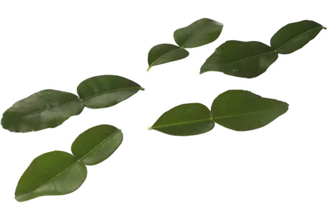 Kaffir Lime Leaves (25 blaadjes-schaal) stuk