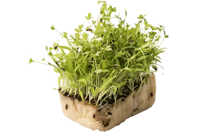 Motti Cress Single stuk