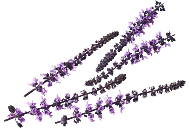 Zallotti blossom crade 8 pieces