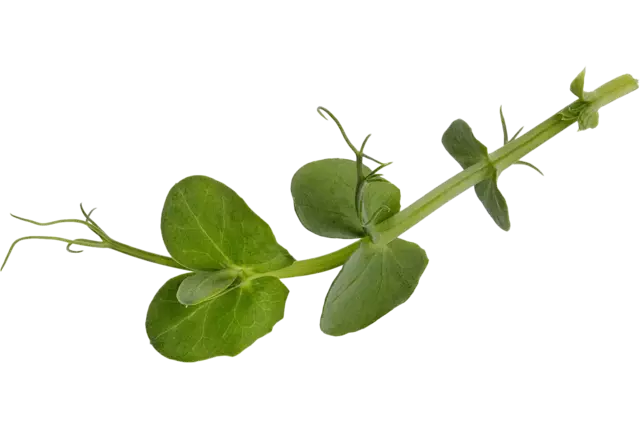 Tendrill Pea 100g pièce