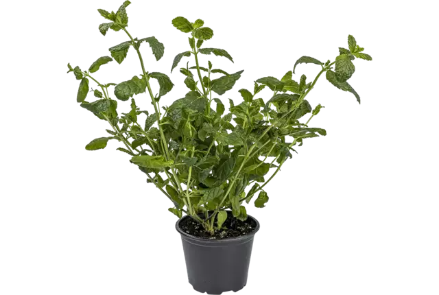 Indoor Munt in pot per