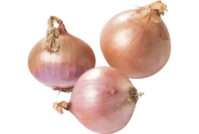 Uien Rose Roscoff kist 12 kilogram