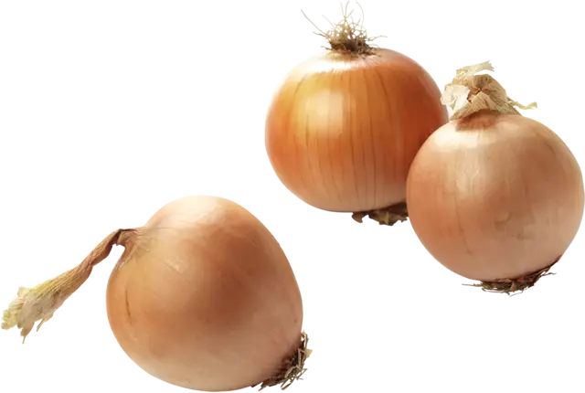 Uien bonken 100-120 kist 10 kilogram