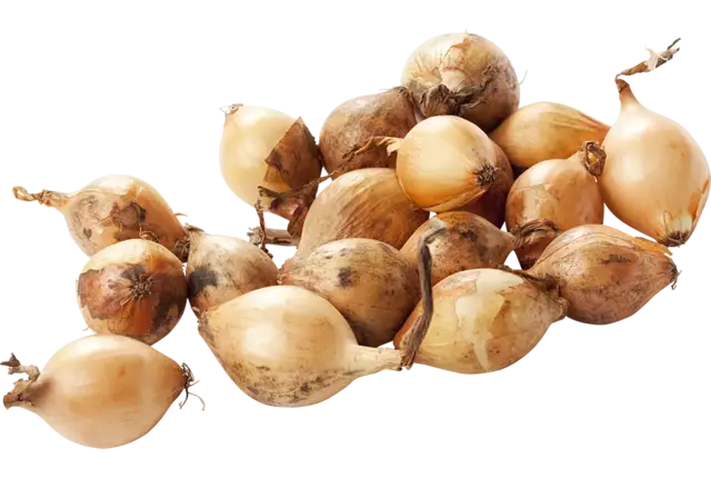 Zilveruien bruin verpakt 500gr kist 10 stuks