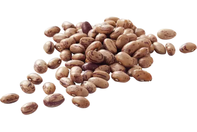 Kievitsbonen