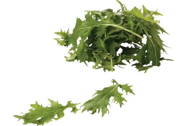 Mizuna vert 125g caisse 8pc
