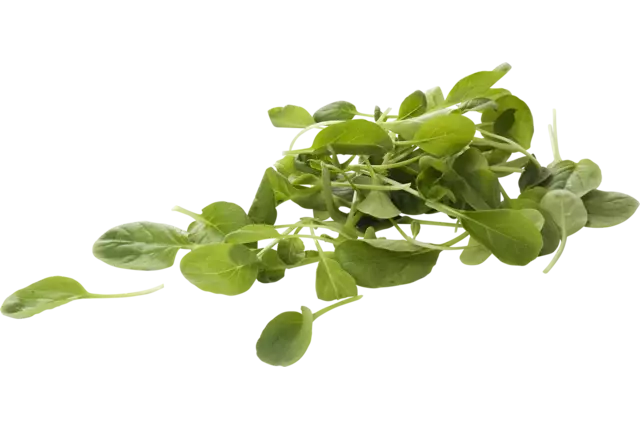 Tatsoi verpakt 125gr stuk