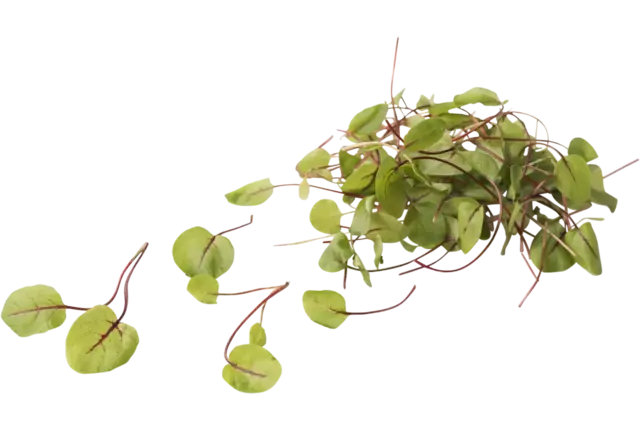 Mini oseille pièce