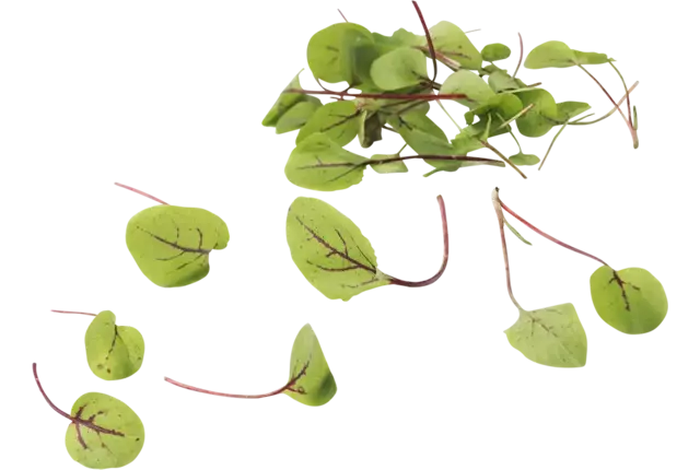Micro Red Chard 25g pièce