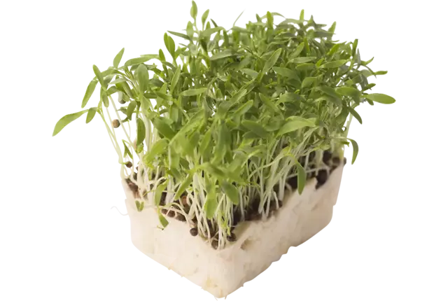 Micro coriander cress crade 8 pieces