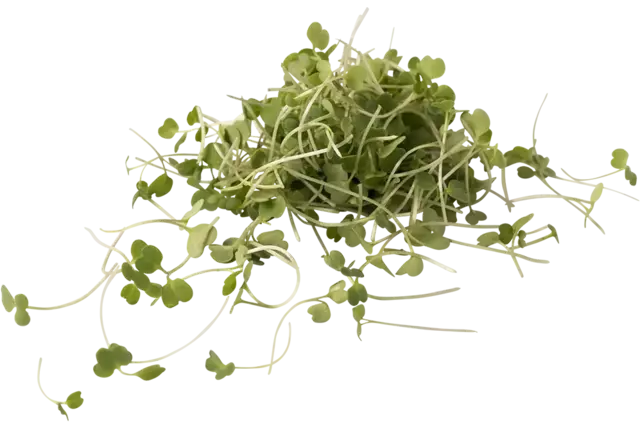 Micro rocket salad 25gr. stuk