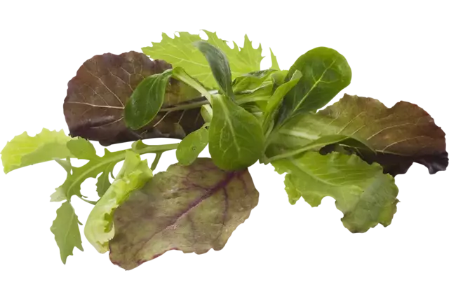 Babyleaf gewassen 250gr kist 4 stuks
