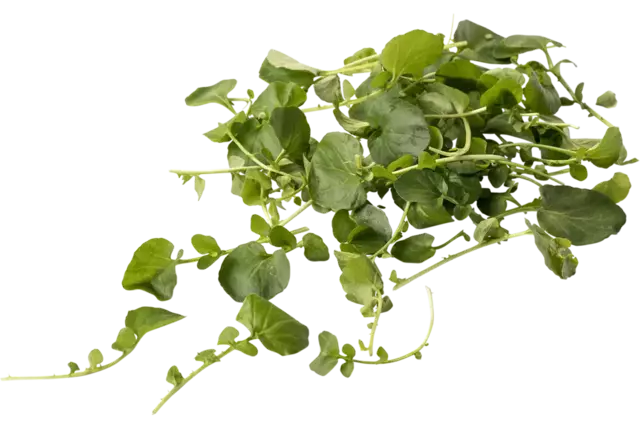 Landcress 250gr kist 4 stuks