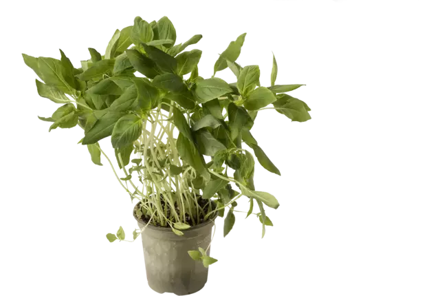 BIO Basilic thai 2pc pièce