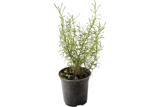 BIO Herbe d'olive 2pc pièce
