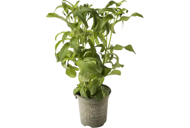 BIO Stevia in pot doos 2st kist 2 stuks