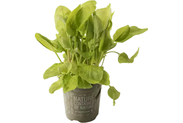 BIO Zuring groen in pot doos 2st