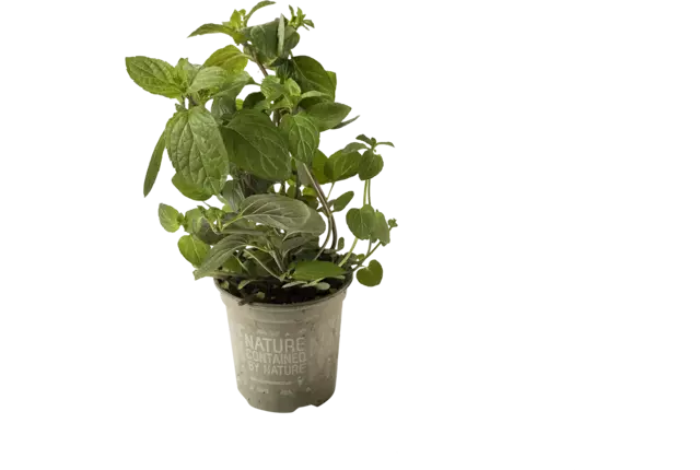 BIO Chocolade munt in pot doos 2st