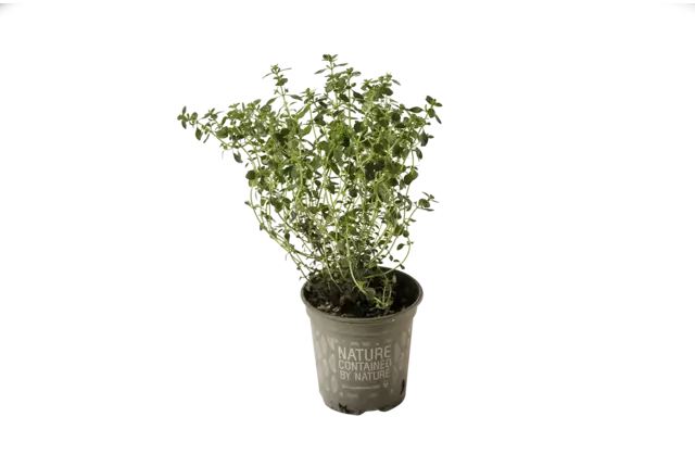 BIO Thym citron 2pc pièce
