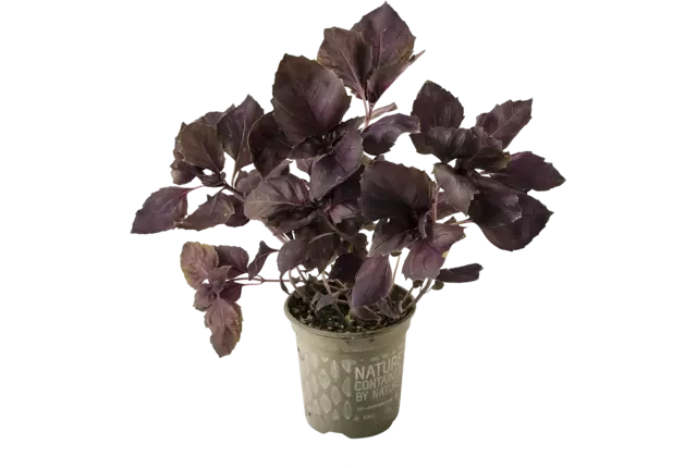 BIO basilicum rood in pot doos 2st