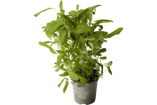 BIO Salie in pot doos 2st stuk