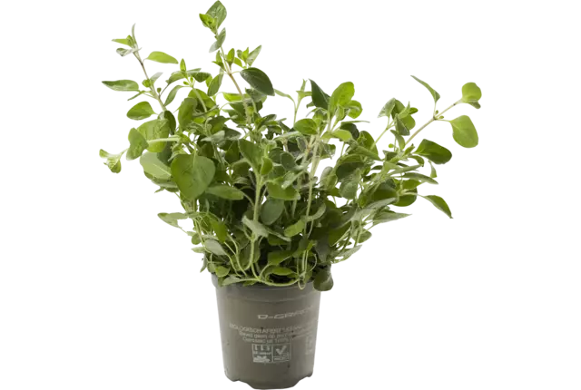 BIO Origan 2pc pièce