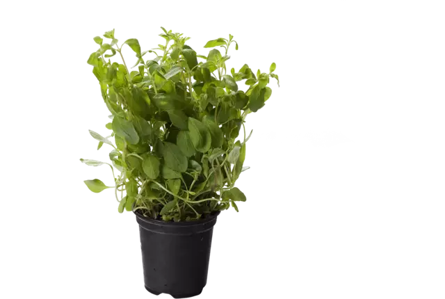 BIO Marjolaine 2pc pièce
