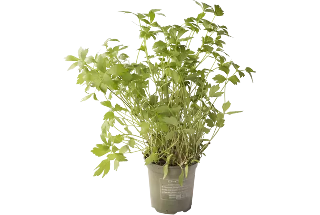 BIO Lavas-maggi in pot doos 2st stuk