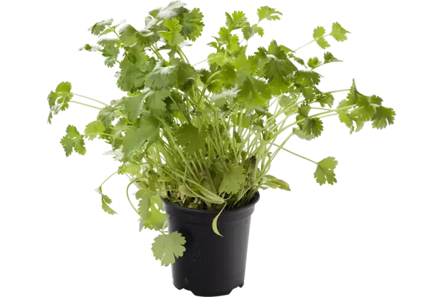 BIO Koriander in pot doos 2st stuk