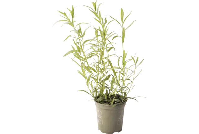 BIO Dragon in pot doos 2st stuk